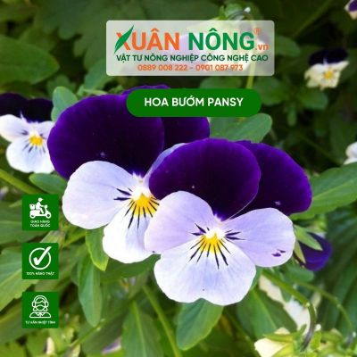 Cách chăm sóc hoa bướm pansy bền, đẹp chưng Tết