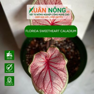 Mẹo chăm sóc Florida Sweetheart Caladium hay và hiệu quả