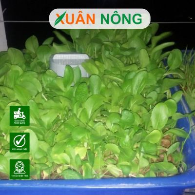 5 sai lầm khiến rau tự trồng tại nhà kém phát triển