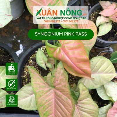 Syngonium Pink Pass: Đặc điểm, cách trồng và chăm sóc