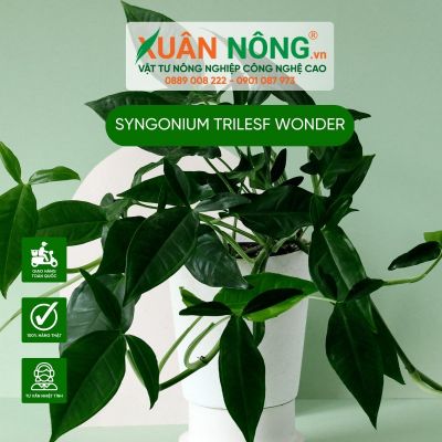 Syngonium Trilesf Wonder: Đặc điểm, cách trồng và chăm sóc