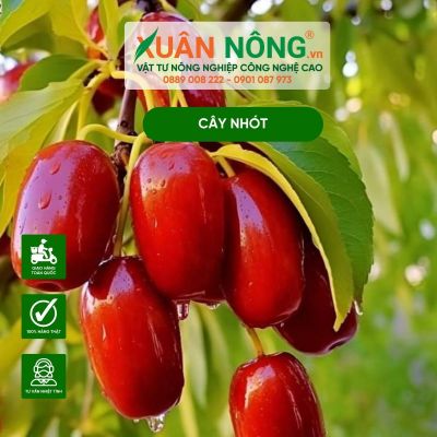 Kỹ thuật trồng cây nhót sai trĩu quả