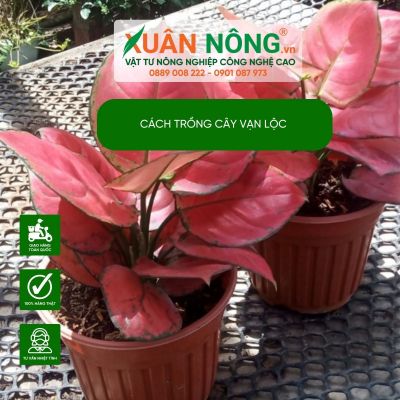 Cây Vạn Lộc Đỏ: Đặc điểm, cách trồng và chăm sóc