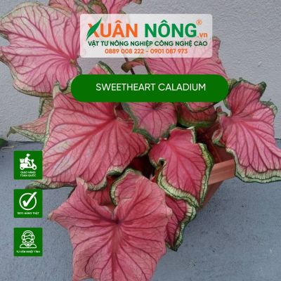 Cách trồng và chăm sóc cây Sweetheart Caladium