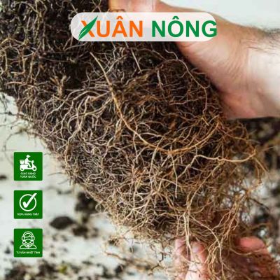 Cách dùng thuốc kích rễ N3M cho hiệu quả tối đa
