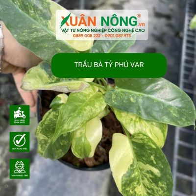 Đặc điểm, công dụng và chăm sóc trầu bà tỷ phú var