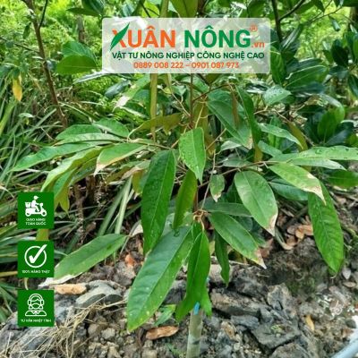 Nguyên nhân sầu riêng chậm phát triển khi mới trồng