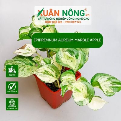 Epipremnum aureum Marble Apple cần ánh sáng như thế nào?