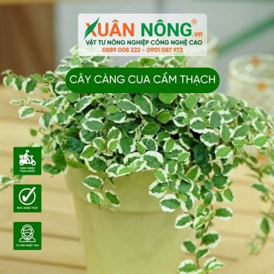 Cây càng cua cẩm thạch: Đặc điểm, công dụng, cách trồng