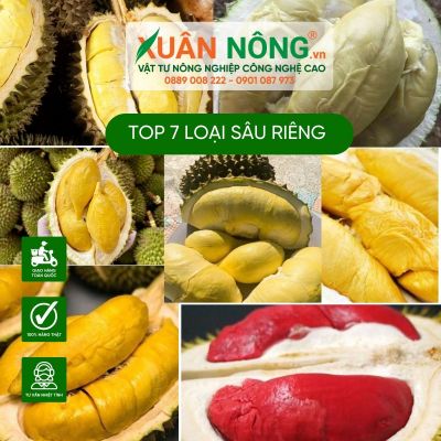 Top 7 loại sầu riêng ngon nhất Việt Nam - Bạn thử chưa?