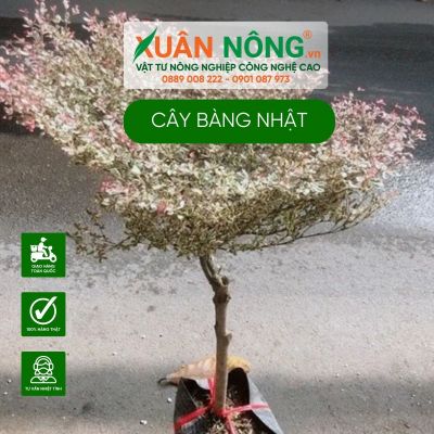 Cách chăm sóc cây bàng Nhật xanh tốt hiệu quả