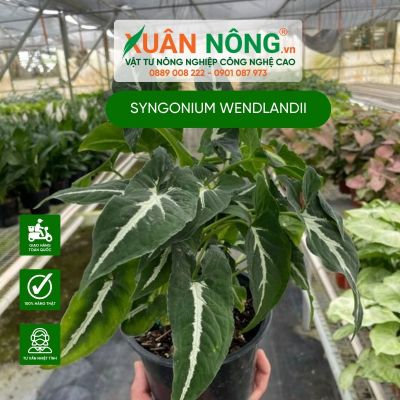 Cây Syngonium Wendlandii: Đặc điểm, cách trồng và chăm sóc