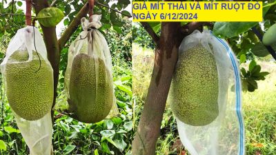 GIÁ MÍT THÁI VÀ MÍT RUỘT ĐỎ HÔM NAY NGÀY 06/12/2024