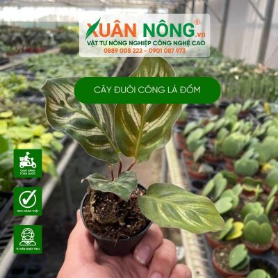 Cây đuôi công lá đốm (Calathea Makoyana):Đặc điểm, cách trồng, chăm sóc