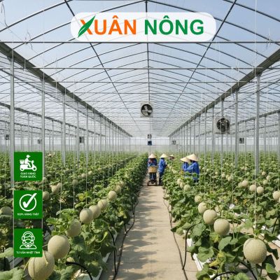 Nhà màng trồng dưa lưới - Thời gian sử dụng bao lâu