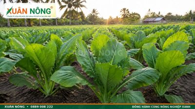 Cải Bẹ Xanh &ndash; Đặc Điểm, C&ocirc;ng Dụng V&agrave; C&aacute;ch Trồng