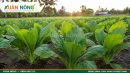 Cải Bẹ Xanh &ndash; Đặc Điểm, C&ocirc;ng Dụng V&agrave; C&aacute;ch Trồng