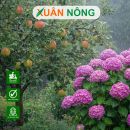 Vì sao không nên bón phân đạm cho cây vào mùa mưa?