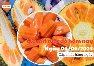 Giá mít ruột đỏ hôm nay ngày 04/06/2024