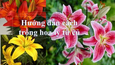 Hướng dẫn cách trồng hoa ly từ củ