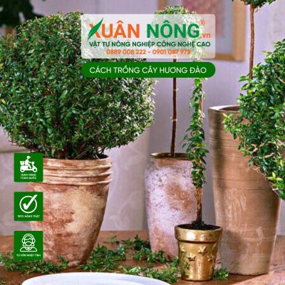 Nguyên tắc trồng và chăm sóc cây Hương Đào hiệu quả