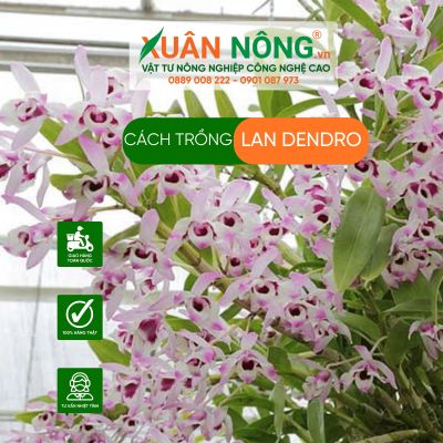 Cách trồng lan dendro năng suất cao