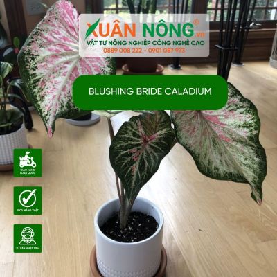 Blushing Bride Caladium: Characteristics, Planting, and Care Guide