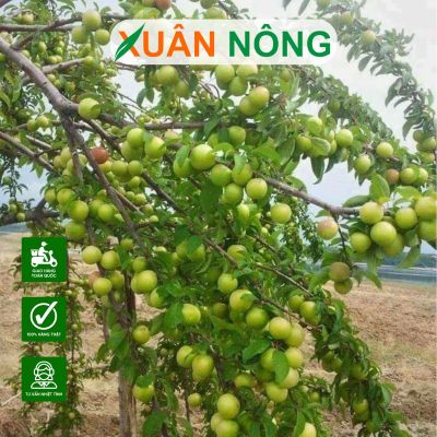 Cây táo xanh Thái Lan: Chọn giống, làm đất, chăm sóc
