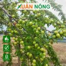 Cây táo xanh Thái Lan: Chọn giống, làm đất, chăm sóc