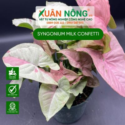 Syngonium Milk Confetti: Đặc điểm, cách trồng và chăm sóc