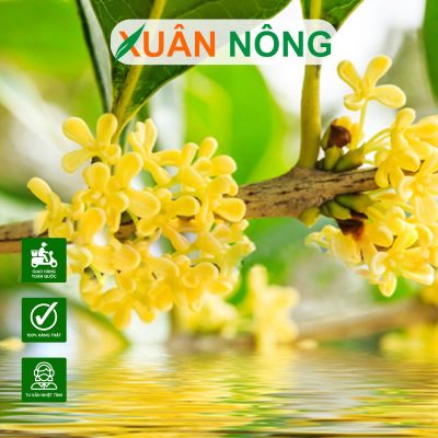 Cây mộc hương hoa vàng: Đặc điểm, cách trồng và chăm sóc