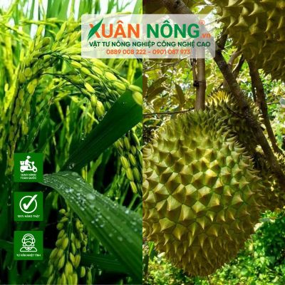 Kỹ thuật canh tác musang king trên đất lúa năng suất cao