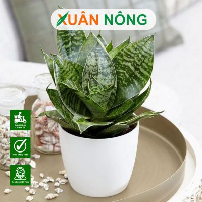 Top giống cây cảnh đẹp, dễ trồng cho người mới bắt đầu
