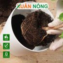 Hướng dẫn cách xử lý đất trồng bị ứ nước hiệu quả