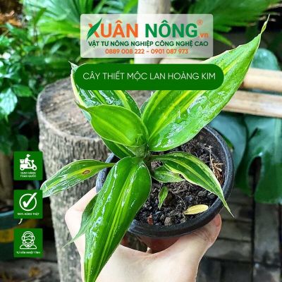 Cách trồng cây Dracaena fragrans Massangeana (Thiết Mộc Lan Hoàng Kim)