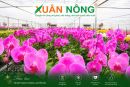 Hoa Lan - C&aacute;ch Trồng V&agrave; Chăm S&oacute;c Hiệu Quả