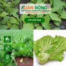 Kỹ thuật trồng cải làm dưa - cải muối dưa bắp to