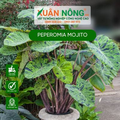 Colocasia Mojito: Đặc điểm, cách trồng và chăm sóc