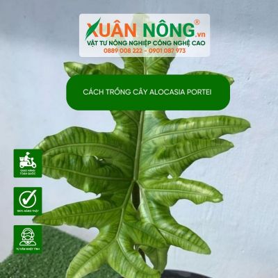 Tuyệt chiêu chăm sóc cây Alocasia portei