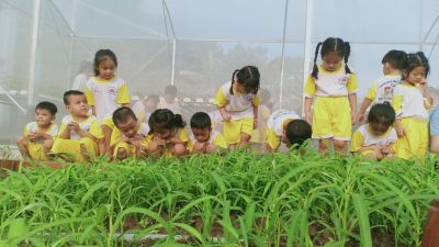 Xu hướng trồng rau thuỷ canh ở các trường mầm non