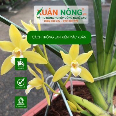 Cách trồng lan Kiếm mặc Xuân năng suất cao