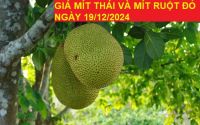 GIÁ MÍT THÁI VÀ MÍT RUỘT ĐỎ HÔM NAY NGÀY 19/12/2024