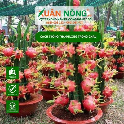 Cách trồng thanh long trong chậu cực dễ và nhanh có trái