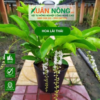 Hoa lài Thái trồng 1 lần thơm quanh năm