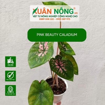 Đặc điểm, cách trồng và chăm sóc cây Pink Beauty Caladium