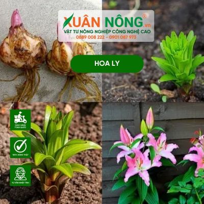 Cách trồng và ý nghĩa đặc biệt của hoa ly