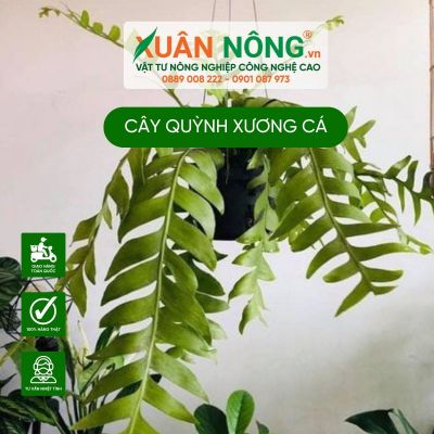 Quỳnh xương cá: Đặc điểm, cách trồng và chăm sóc