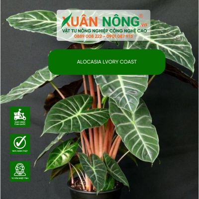 Alocasia lvory Coast: Đặc điểm, cách trồng và chăm sóc