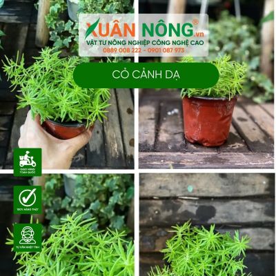 Cây Sedum rupestre Dark Green (Cỏ Cảnh Dạ): Cách trồng, chăm sóc