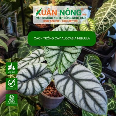 Alocasia nebula: Đặc điểm, lợi ích, cách trồng và chăm sóc